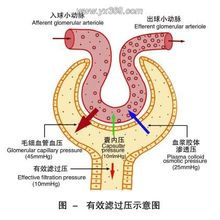 Glomerular Pages 1 World Enciklopedichni Poznaniya