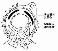 Glomerular Pages 1 World Enciklopedichni Poznaniya